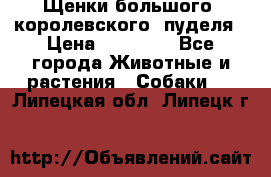 Щенки большого (королевского) пуделя › Цена ­ 25 000 - Все города Животные и растения » Собаки   . Липецкая обл.,Липецк г.